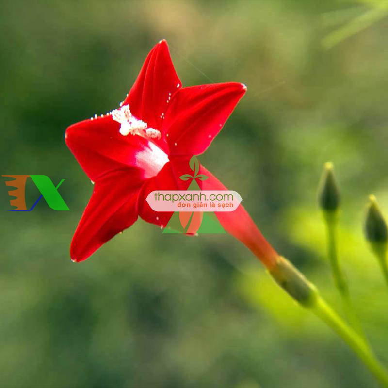 Hạt giống hoa Sao (Tóc Tiên leo) đỏ
