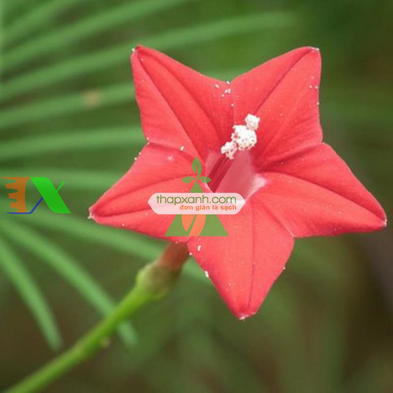 Hạt giống hoa Sao (Tóc Tiên leo) đỏ