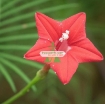 รูปภาพของ Hạt giống hoa Sao (Tóc Tiên leo) đỏ