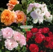 Ảnh của Hạt giống hoa Hồng Thơm mini mix