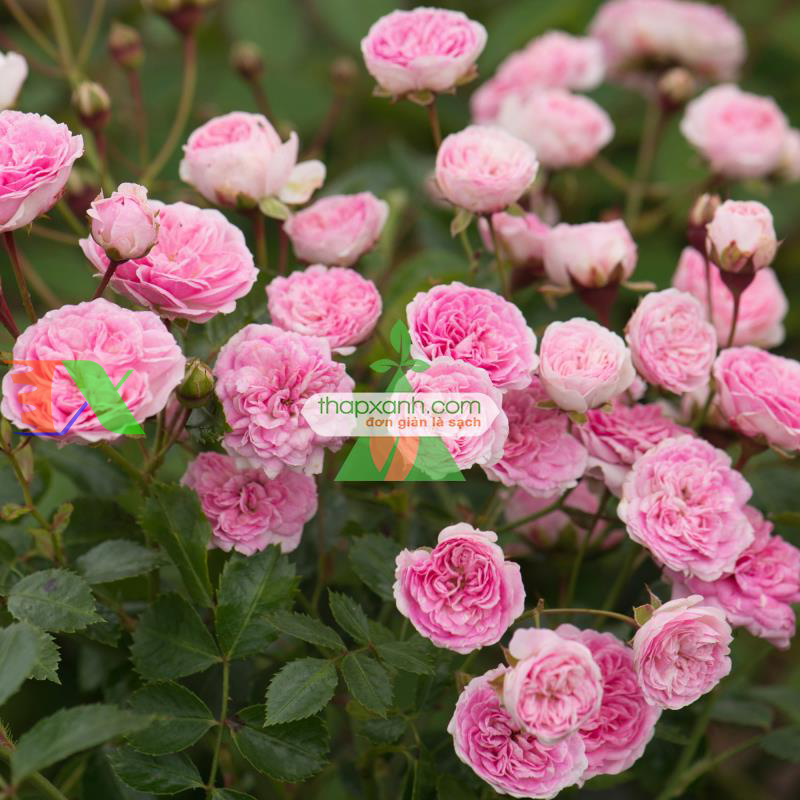 Hạt giống hoa Hồng Thơm mini mix