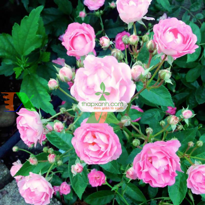Hạt giống hoa Hồng Thơm mini mix
