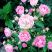 Ảnh của Hạt giống hoa Hồng Thơm mini mix
