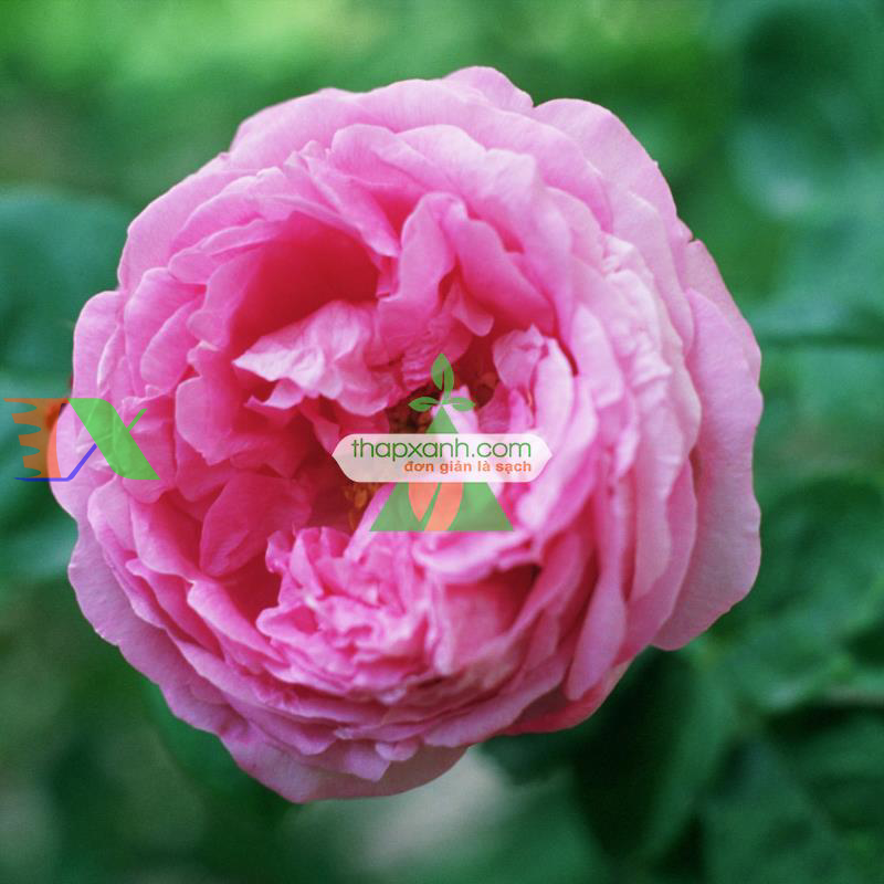 Hạt giống hoa Hồng Thơm mini mix