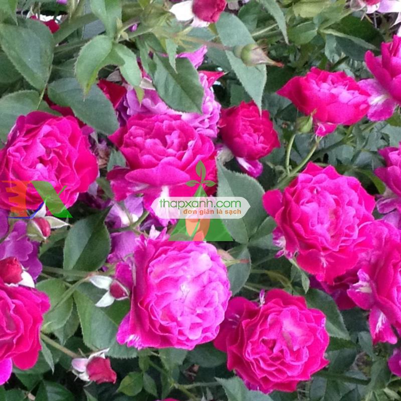 Hạt giống hoa Hồng Thơm mini mix