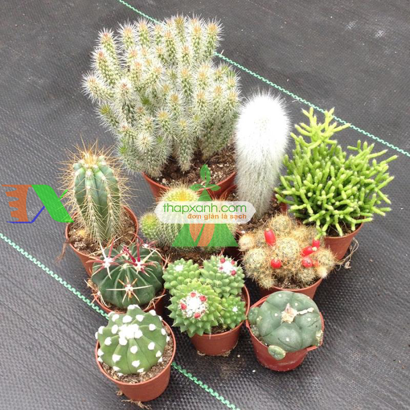 Cách trồng và chăm sóc cây Xương Rồng cho hoa đẹp