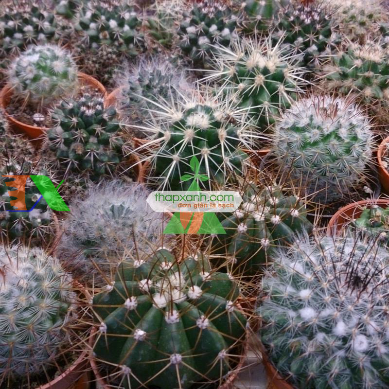 Cách trồng và chăm sóc cây Xương Rồng cho hoa đẹp