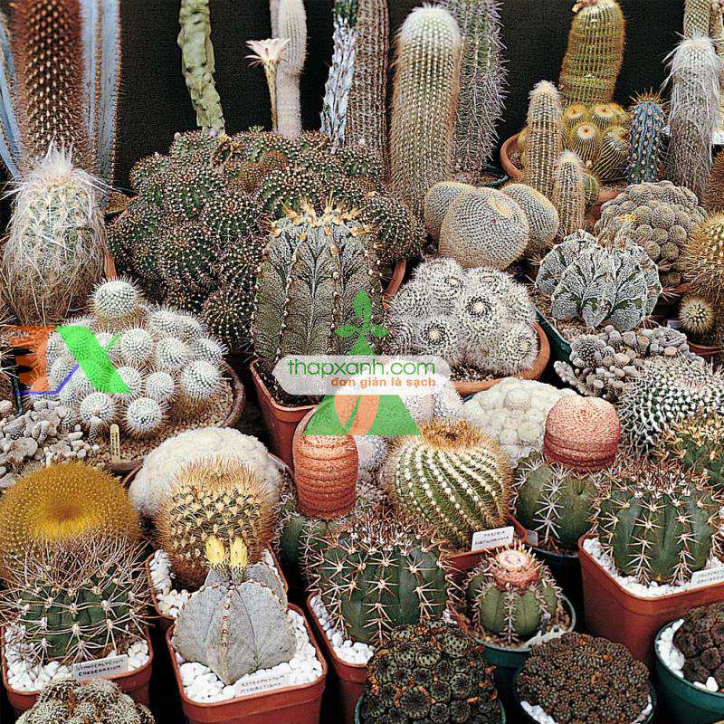 Cách trồng và chăm sóc cây Xương Rồng cho hoa đẹp