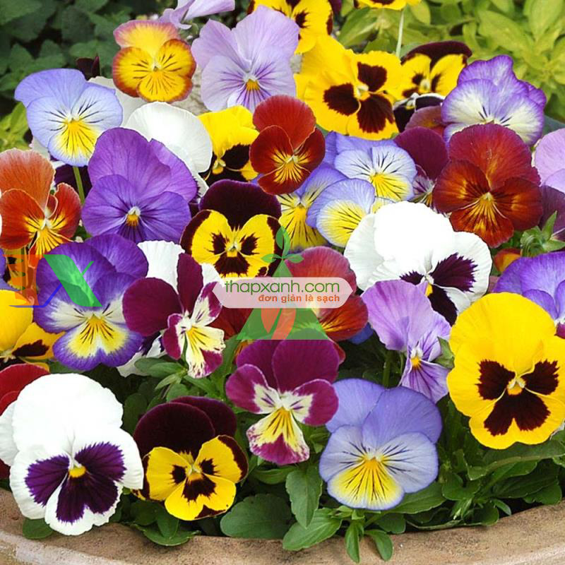 Hạt giống hoa Păng Xê mix (Pansy, Hoa Bướm) (Mỹ)