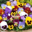 รูปภาพของ Hạt giống hoa Păng Xê mix (Pansy, Hoa Bướm) (Mỹ)