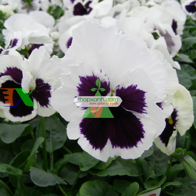 Hạt giống hoa Păng Xê mix (Pansy, Hoa Bướm) (Mỹ)