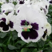 รูปภาพของ Hạt giống hoa Păng Xê mix (Pansy, Hoa Bướm) (Mỹ)
