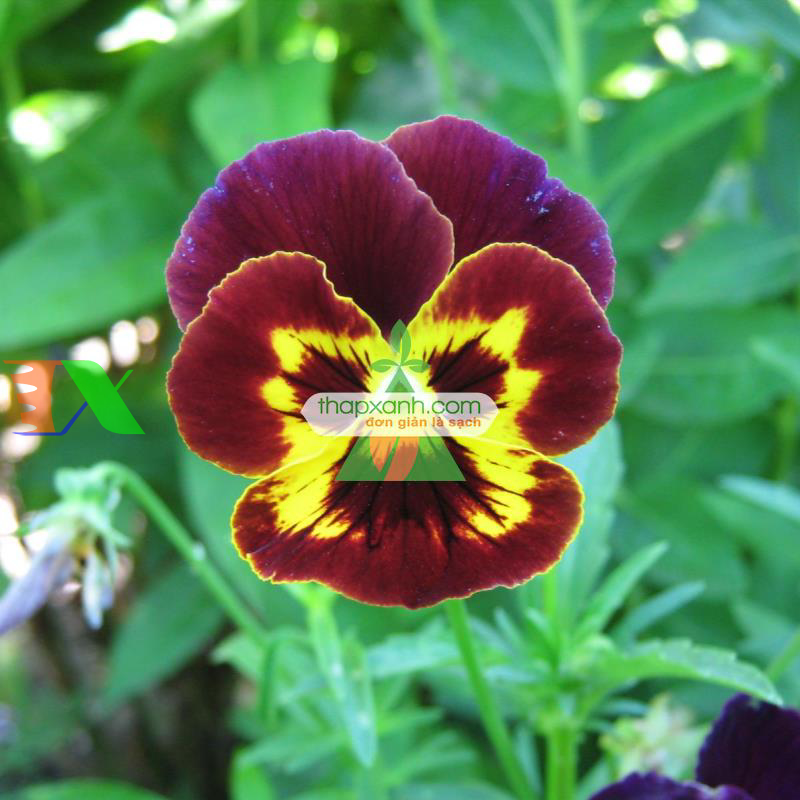 Hạt giống hoa Păng Xê mix (Pansy, Hoa Bướm) (Mỹ)