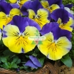 รูปภาพของ Hạt giống hoa Păng Xê mix (Pansy, Hoa Bướm) (Mỹ)