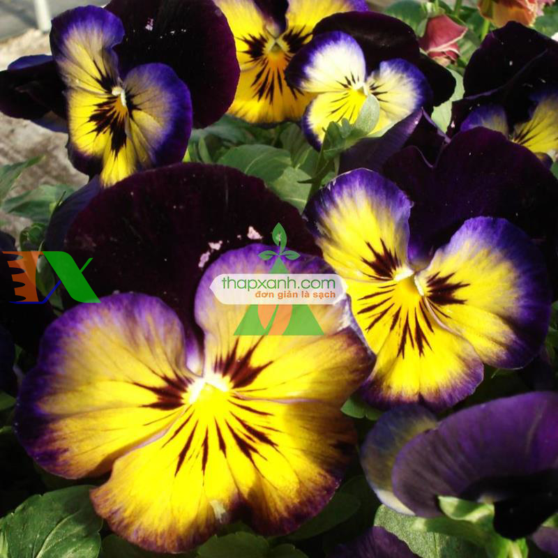 Hạt giống hoa Păng Xê mix (Pansy, Hoa Bướm) (Mỹ)
