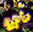 รูปภาพของ Hạt giống hoa Păng Xê mix (Pansy, Hoa Bướm) (Mỹ)
