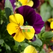 รูปภาพของ Hạt giống hoa Păng Xê mix (Pansy, Hoa Bướm) (Mỹ)