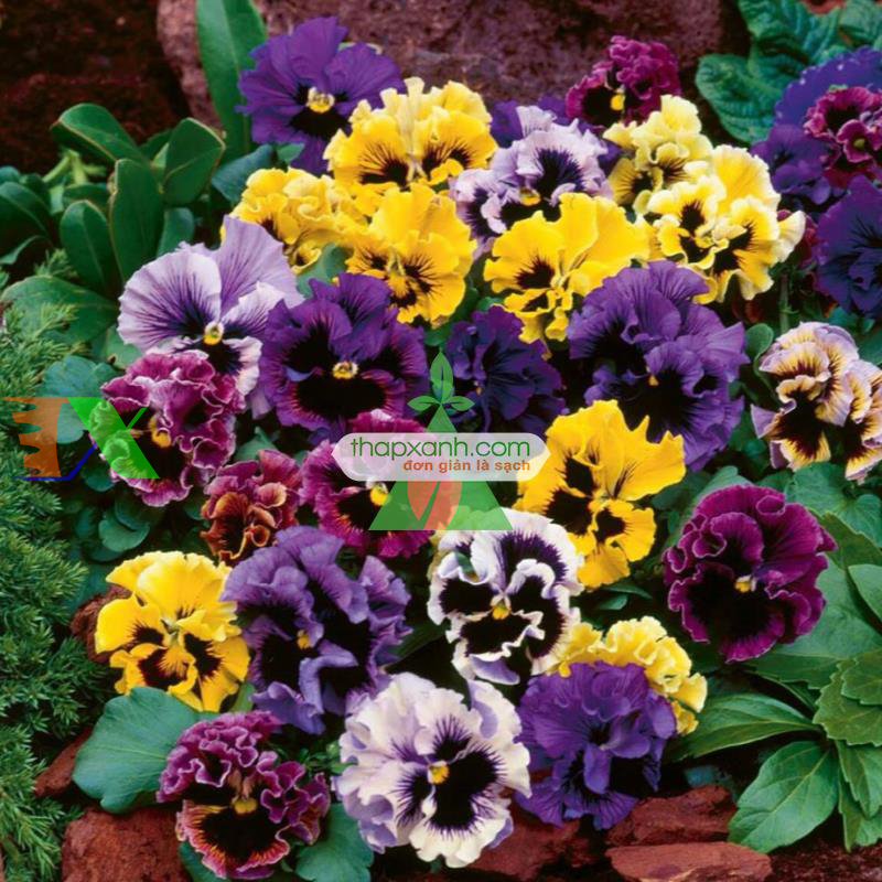 Hạt giống hoa Păng Xê mix (Pansy, Hoa Bướm) (Nga)