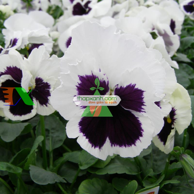 Hạt giống hoa Păng Xê mix (Pansy, Hoa Bướm) (Nga)