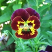 Picture of Hạt giống hoa Păng Xê mix (Pansy, Hoa Bướm) (Nga)