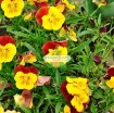 Picture of Hạt giống hoa Păng Xê mix (Pansy, Hoa Bướm) (Nga)