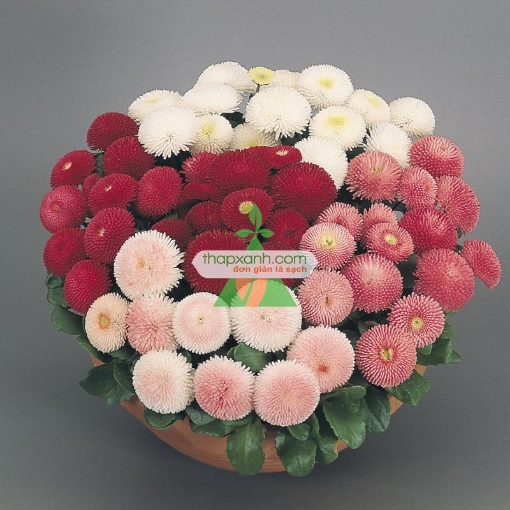 Ảnh của Hạt giống hoa Cúc Bellis tasso mix (Nga)