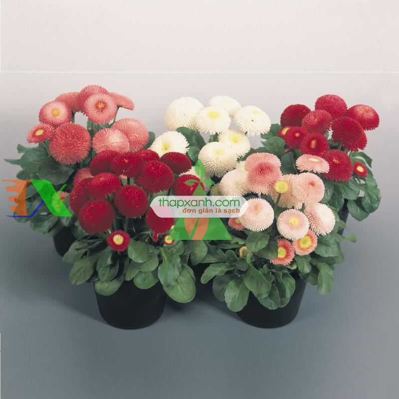 Hạt giống hoa Cúc Bellis tasso mix (Nga)