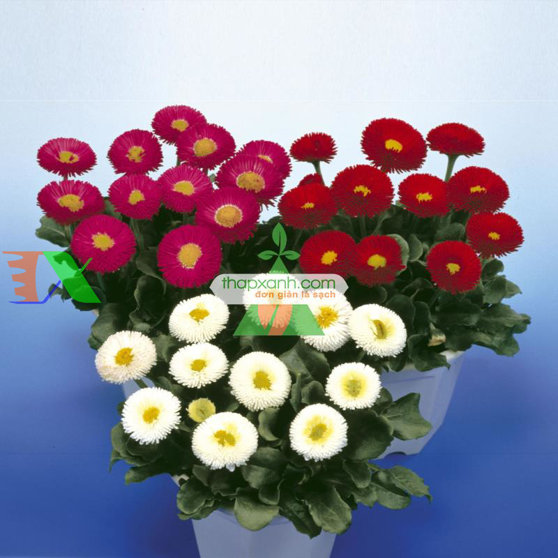 Hạt giống hoa Cúc Bellis tasso mix (Nga)