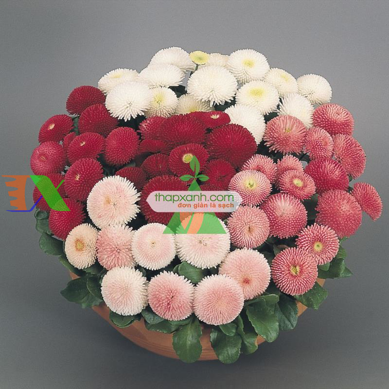 Hạt giống hoa Cúc Bellis tasso mix (Mỹ)