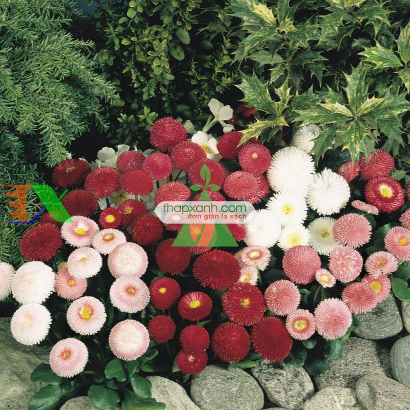 Hạt giống hoa Cúc Bellis tasso mix (Mỹ)