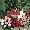 Gambar Hạt giống hoa Cúc Bellis tasso mix (Mỹ)
