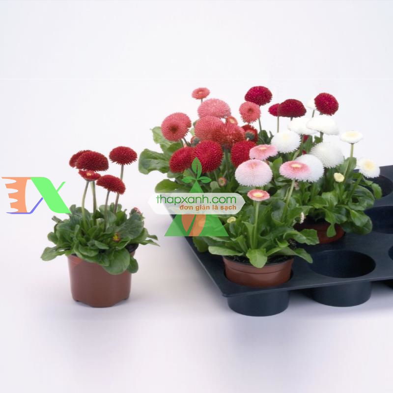 Hạt giống hoa Cúc Bellis tasso mix (Mỹ)