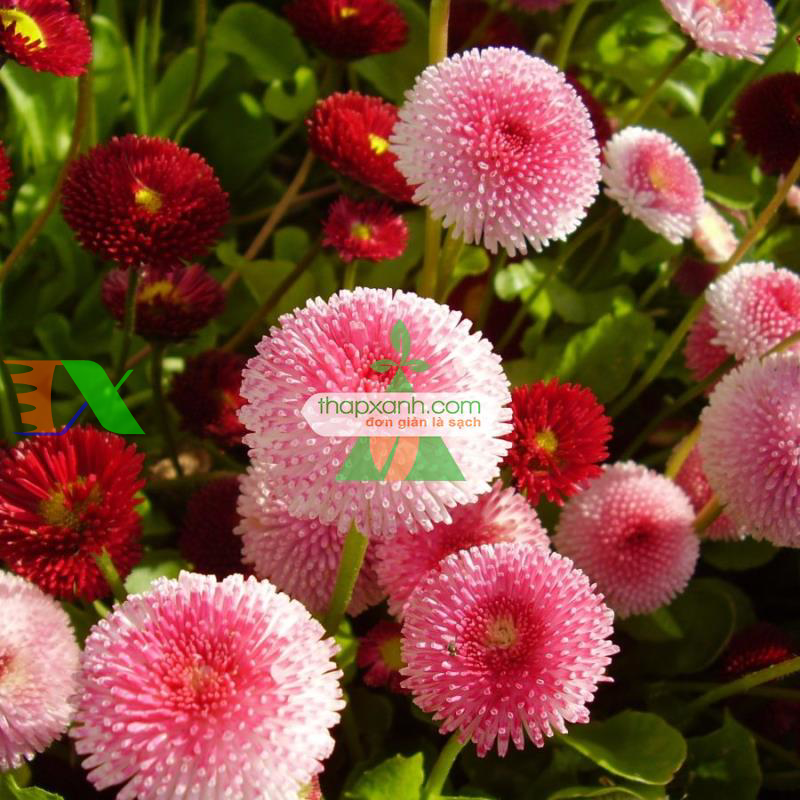 Hạt giống hoa Cúc Bellis tasso mix (Mỹ)