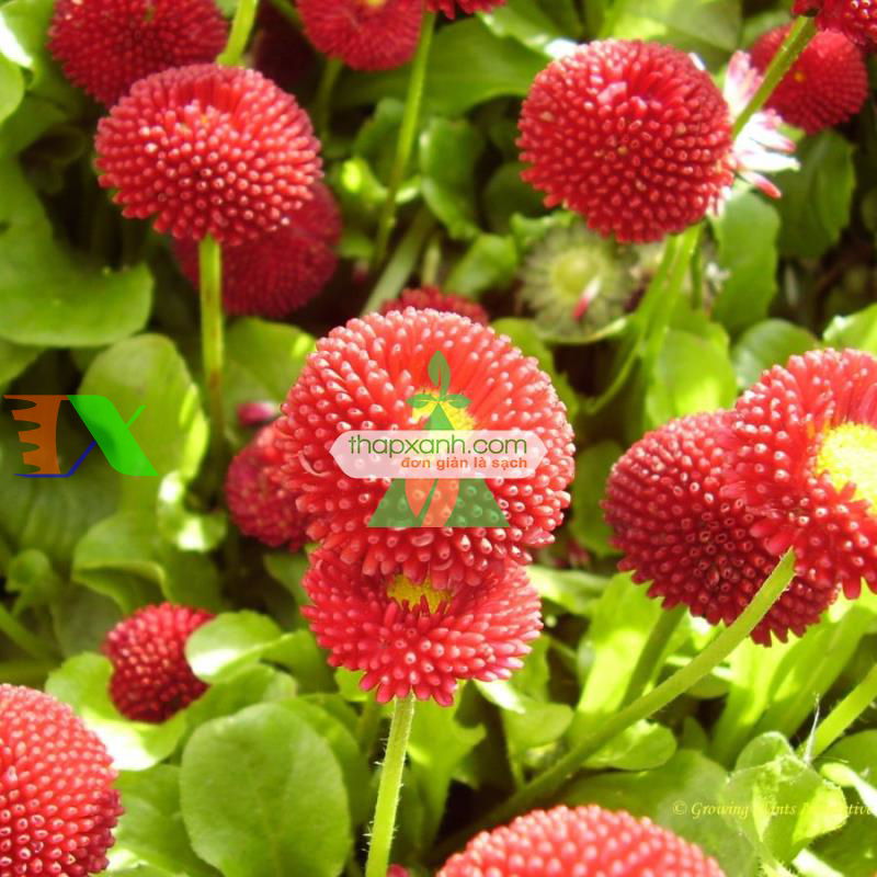 Hạt giống hoa Cúc Bellis tasso mix (Mỹ)