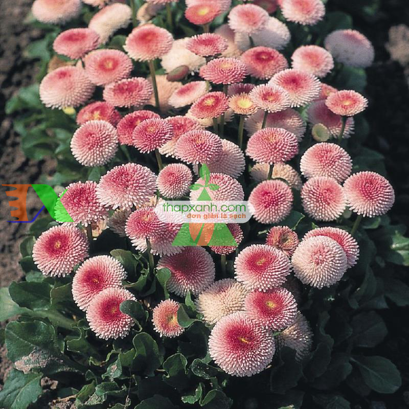 Hạt giống hoa Cúc Bellis tasso mix (Mỹ)