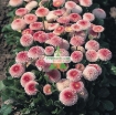 Gambar Hạt giống hoa Cúc Bellis tasso mix (Mỹ)