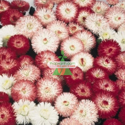 Gambar Hạt giống hoa Cúc Bellis Heaven mix (Nga)