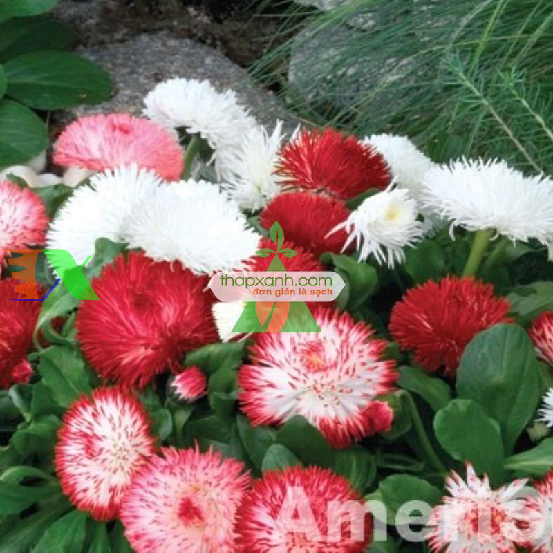 Hạt giống hoa Cúc Bellis Heaven mix (Nga)