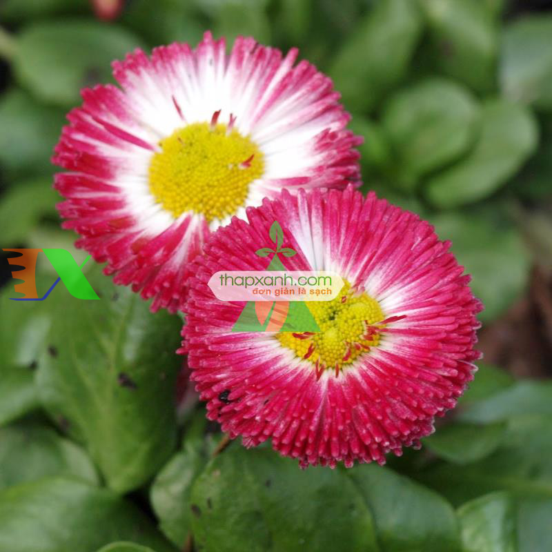 Hạt giống hoa Cúc Bellis Heaven mix (Nga)