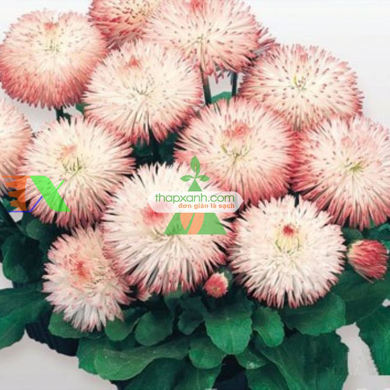 Hạt giống hoa Cúc Bellis Heaven mix (Nga)
