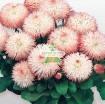 Gambar Hạt giống hoa Cúc Bellis Heaven mix (Nga)