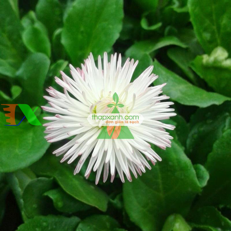 Hạt giống hoa Cúc Bellis Heaven mix (Mỹ)