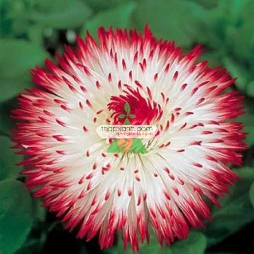 Gambar Hạt giống hoa Cúc Bellis Heaven mix (Mỹ)