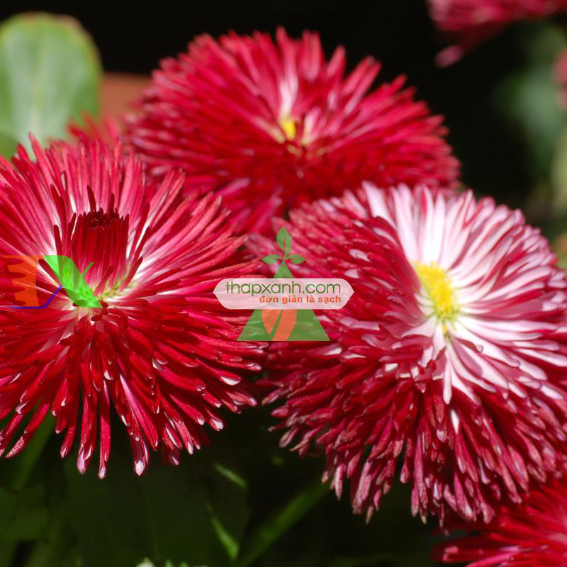 Hạt giống hoa Cúc Bellis Heaven mix (Mỹ)