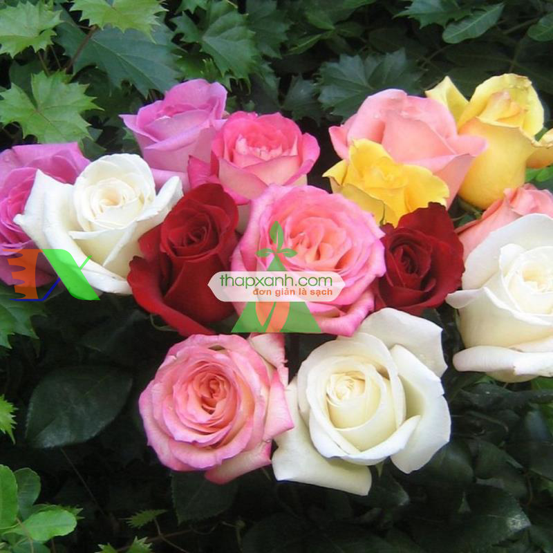 Hạt giống hoa Hồng mix (Nga)