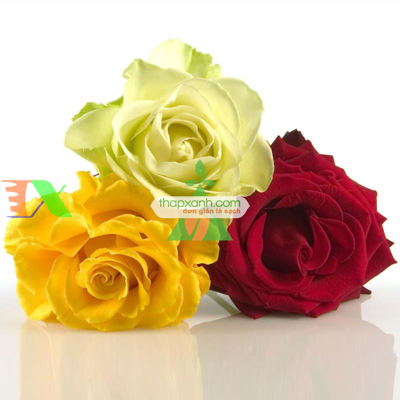 Hạt giống hoa Hồng mix (Nga)