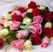 Ảnh của Hạt giống hoa Hồng mix (Nga)