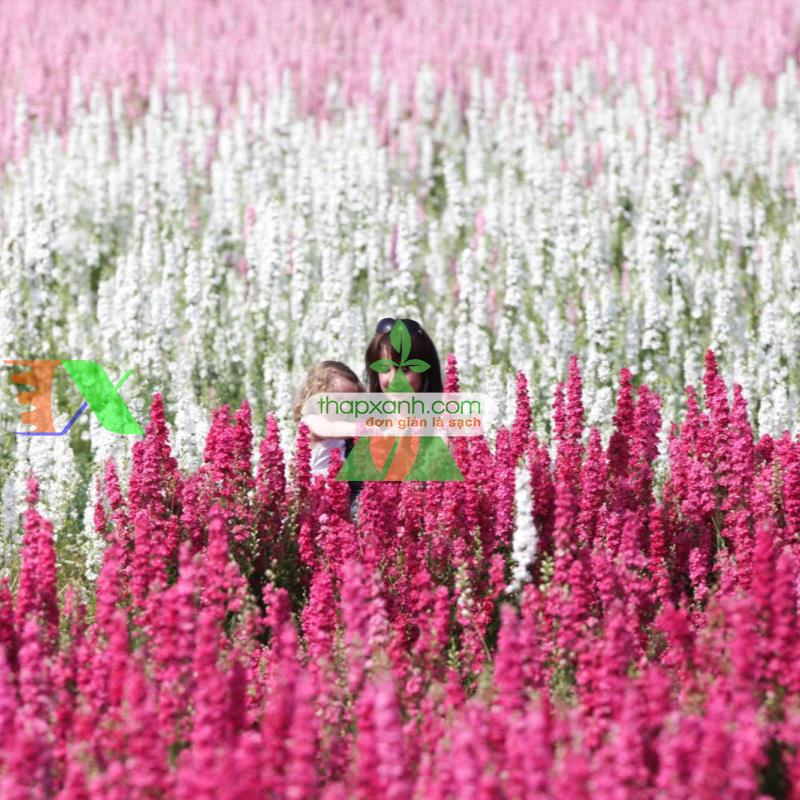 Hạt giống Hoa Phi Yến mix (Mỹ)