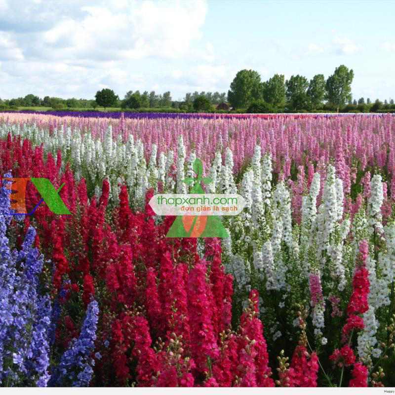 Hạt giống Hoa Phi Yến mix (Mỹ)