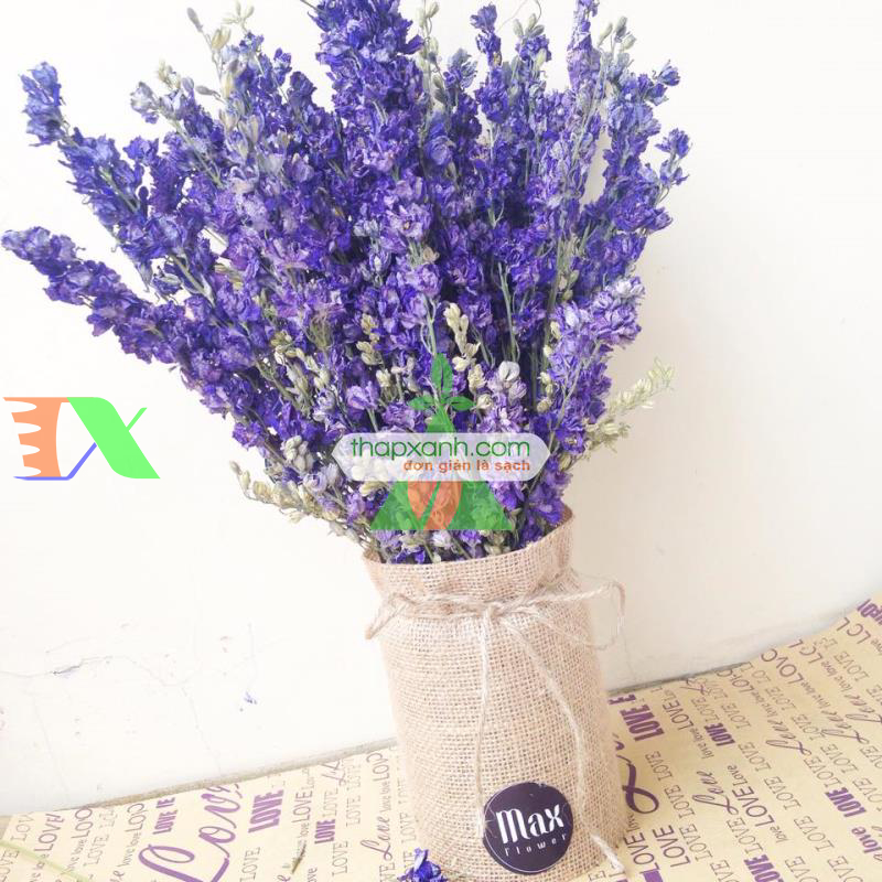 Hạt giống Hoa Phi Yến mix (Mỹ)